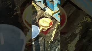 Soybean bhajan chalu aahe love viral video [upl. by Stilwell576]