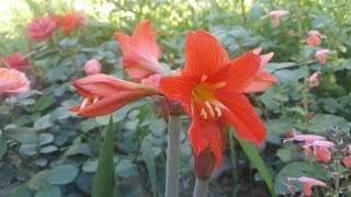 Hippeastrum petiolatum  Amarillis de campo  Flora argentina [upl. by Nairbal]