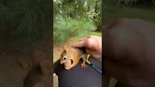 I pet a red squirrel a chipmunk and a gray squirrel in 20 seconds😯 squirrelwhisperer [upl. by Shannen]