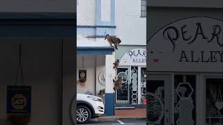 Babuinos salvajes peleando en las calles de Sudáfrica [upl. by Narayan]