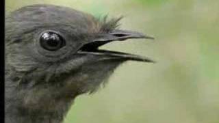 Amazing Bird Sounds From The Lyre Bird  David Attenborough  BBC Wildlife [upl. by Orit998]