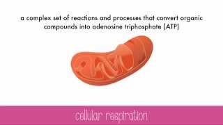 Cellular Respiration [upl. by Eiffe]