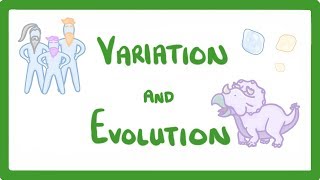 GCSE Biology  Variation and Evolution 68 [upl. by Niven]