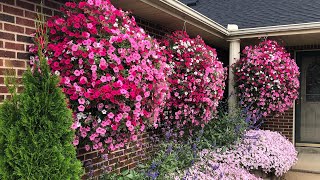 How to Grow Bigger Hanging Baskets [upl. by Anissej]