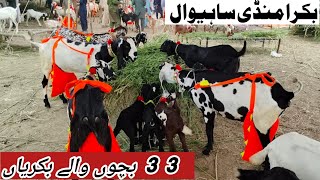 bakra Mandi sahiwal mashallah Mandi mein baccho wali bakriya 03136805101 zafar Bakra TV [upl. by Yoshiko]