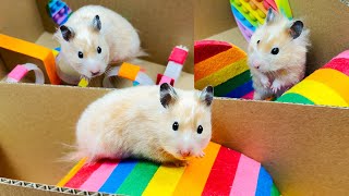 🐹 Hamster Escapes the Maze 7 Colors Maze for Pets 🐹 in Hamster Stories [upl. by Annoved620]