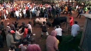 Presidential bullfight in Kenya [upl. by Artie]