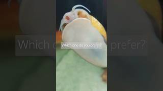 Mystery or Nerite Snail snails [upl. by Willing]