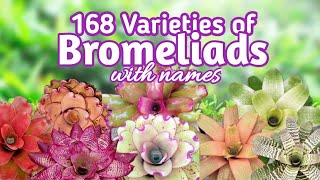 168 Bromeliad Varieties with Names I PlantFactory [upl. by Godfrey]