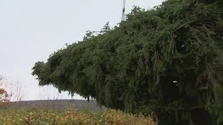 Rockefeller xmas tree on its way to New York City [upl. by Brink119]