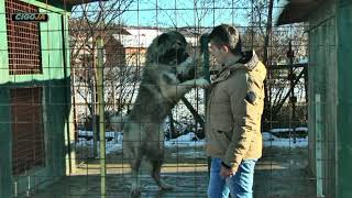 KAVKASKI OVČAR UZGAJIVAČNICA VELIKA KRAJINA SANSKI MOST 2022  CAUCASIAN SHEPHERD DOG [upl. by Atinaj]