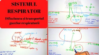 ADMITERE MEDICINA SISTEMUL RESPIRATOR 3 Difuziunea și transportul gazelor respiratorii [upl. by Inness]