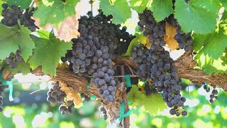 Harvesters in Texas wine country dealing with curveballs due to heat [upl. by Oretos996]