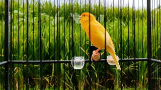 TOP BABY CANARY TEACHER  TRAIN YOUR CANARY TO SING  Canary training song [upl. by Letsirk869]