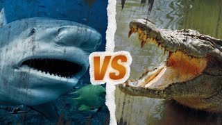 REQUIN BOULEDOGUE vs CROCODILE MARIN  Qui est le roi des mers [upl. by Goddart633]