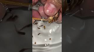 Auratus cichlid Fish giving birth to 10 baby fish ❤️👍🙏 fish aquariumfish [upl. by Inaffit]