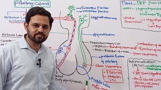 Pituitary Gland  Chemical Coordination  Class 12  NBF  FBISE [upl. by Fidele]