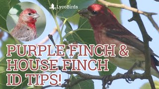 Purple Finch vs House Finch  Bird Identification [upl. by Zacharia]