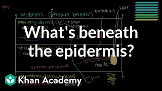 What lies beneath the epidermis Dermis and Hypodermis  NCLEXRN  Khan Academy [upl. by Ayomat]