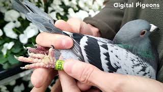 NL930523923  quotGrandson Olympic 911  Gero Dijk  DIGITAL PIGEONS AUCTIONS [upl. by Maroney]