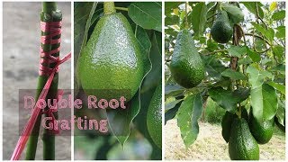 Grafting Avocado Double Rootstock [upl. by Jamison]