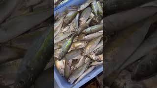 Baby Tuna hardtail Mackerel amp Hagfish [upl. by Ardnassela]