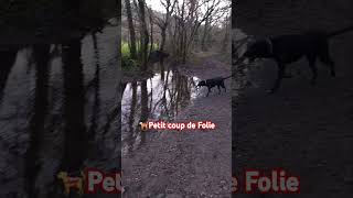 🐕‍🦺Bien quon se les pèlent dehors petit coup de folie 🐞 [upl. by Tenner847]