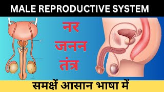 Male Reproductive System in hindi  नर जनन तंत्र  Human Reproduction in hindi  Biology [upl. by Blasius256]