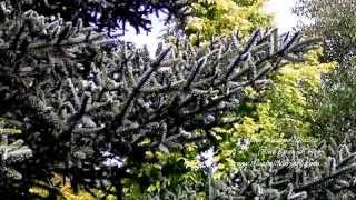 Abies pinsapo Glauca Blue Spanish Fir [upl. by Aplihs]