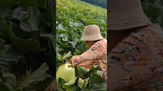 Interesting Bottle Gourd Shredding Tools vegetables garden [upl. by Survance467]