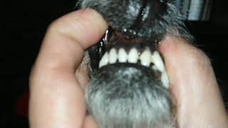 Are BLACK Gums normal to DOGS [upl. by Johathan]