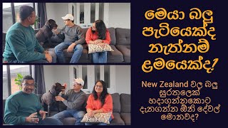 Things You Should Know When Adopting a Dog in New Zealand  Sinhala Vlog  Life in New Zealand [upl. by Ludwog]