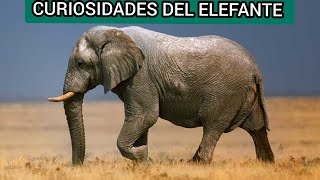 ¿Cuántos tipos de elefantes existenCuriosidades del ELEFANTE CURIOSIDADES DEL REINO ANIMAL [upl. by Nelyk]