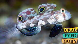 Twinspot Goby  CrabEyed Goby  Colorful Crab Eyed Goby [upl. by Longley]