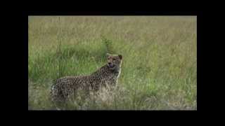 Cheetah mom calling cub [upl. by Burnie46]