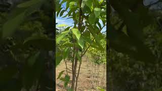 Aquilaria tree farming in Vietnam [upl. by Ylra]