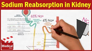 Pharmacology CVS 6 Renal Physiology amp Sodium Reabsorption in Kidney MADE EASY [upl. by Lowenstein835]