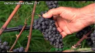 Pinot Noir ENTAVINRA® 777 Riversun Video [upl. by Henleigh120]