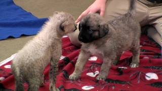 Cheetah Cub and Puppy PlayCincinnati Zoo [upl. by Xenia]