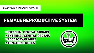 Female Reproductive System  Anatomy amp Physiology  HAP B Pharm 2nd Semester [upl. by Zima]