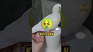 Mau Cuci Tangan Pake Kotoran Burung 😂shortsfunny lucu kocak [upl. by Pedroza425]