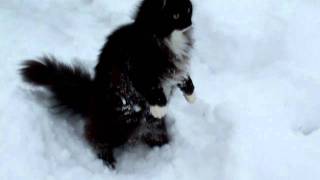 NeftysNorwegian forest cat in the snow [upl. by Barbaresi]