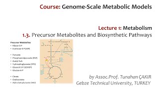 Lecture 13  Metabolic Precursors and Biosynthetic Pathways  Genome Scale Metabolic Models [upl. by Aalst]