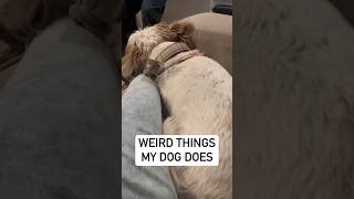 Dog Hiccups or something else dogshorts Weird things my dog does 🐶 [upl. by Nassi]