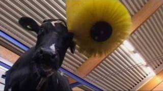 Swinging Cow Brush SCB  The Right Device for Cow Health  DeLaval [upl. by Notsae]