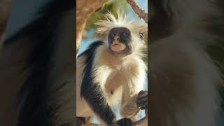 Colobus monkey [upl. by Arretahs]