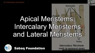 Apical Meristems Intercalary Meristems and Lateral Meristems Biology Lecture  Sabaqpk [upl. by Ariday998]