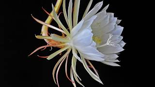 Blooming Epiphyllum oxypetalum queen of the night time lapse [upl. by Grenville23]