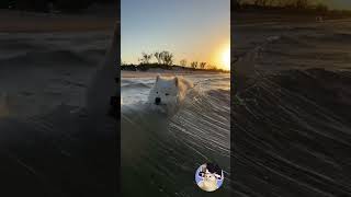 Cute Samoyed Puppys First Time Playing in the Sea 🐶🌊 [upl. by Jude]