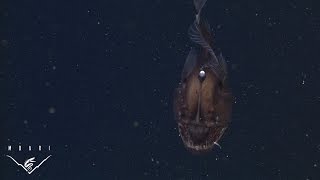 The anglerfish The original approach to deepsea fishing [upl. by Usanis]